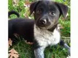 Adopt Gin a Black - with White Australian Shepherd  Australian C