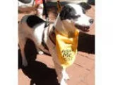 Unknown-Rat Terrier Mix DOG FOR ADOPTION RGADN-48854 - Elsie - R