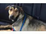 Adopt DuchessUPDATE a German Shepherd Dog Rhodesian Ridgeback