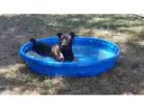 Unknown-Labrador Retriever Mix DOG FOR ADOPTION RGADN-342877 - S