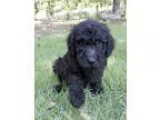 Poodle (Standard) PUPPY FOR SALE ADN-17631 - Black Male