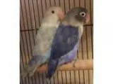 Adopt Pearl and Amethyst a Blue Lovebird bird in Tampa FL (16880