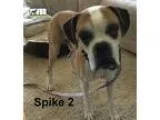 Adopt Spike 2 a TanYellowFawn Boxer  Mixed dog in Woodinville WA