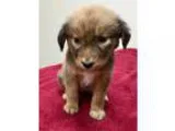 Adopt Sugar a TanYellowFawn - with Black Australian Shepherd  Au