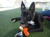 Unknown-Australian Kelpie Mix DOG FOR ADOPTION RGADN-353462 - Pi