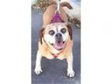 Adopt Ginger a Pug Beagle
