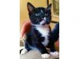 Adopt Charles a Black and White or Tuxedo Domestic Shorthair  Mi