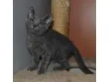 Adopt Chester a Gray or Blue Domestic Shorthair (short coat) cat