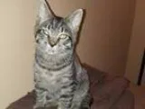 Adopt Kitten Quint a Domestic Short Hair
