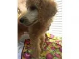 Poodle (Standard) PUPPY FOR SALE ADN-18486 - gorgeous standard p