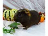 Adopt Mystery a Black Guinea Pig small animal in Alexandria VA (