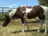 Tri Color Paint Mare by Risky Business