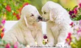 Golden Retriever for sale with love