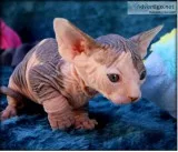 NshdhwgwkgDGK Clean Sphynx kitten available for sale
