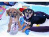 Adopt PUPPIES a Black - with Brown Red Golden Orange or Chestnut