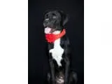 Mastiff-Boxer Mix DOG FOR ADOPTION RGADN-333471 - Lexie - Boxer 