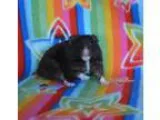 Adopt Brownie a Hamster