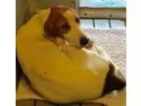 Adopt Morris-Shelter a Hound