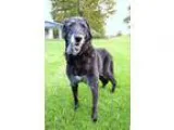 Adopt Star a Black Labrador Retriever  Mixed dog in Michigan Cit