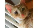 Adopt Mohawk a Orange or Red Domestic Shorthair  Mixed (short co