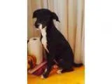 Adopt Female Black Lab Puppy Arriving 10012016 a Labrador Retrie
