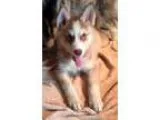 Siberian Husky DOG FOR ADOPTION RGADN-338550 - Kublai KhanUPDATE