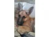 Adopt Savannah a Black - with Tan Yellow or Fawn German Shepherd