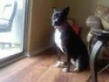 Adopt Pennie Turnkey Gentle child friendly pup a GraySilverSalt