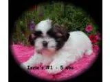 Cute puppies for sale