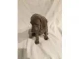 Weimaraner PUPPY FOR SALE ADN-18509 - Weimaraner puppies