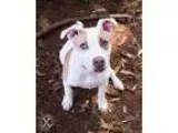 American Staffordshire Terrier DOG FOR ADOPTION RGADN-197835 - C