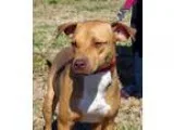 Unknown-American Pit Bull Terrier Mix DOG FOR ADOPTION RGADN-156