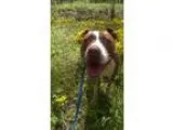 Unknown-American Pit Bull Terrier Mix DOG FOR ADOPTION RGADN-343