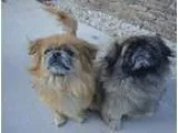 Adopt Capone a RedGoldenOrangeCh estnut Pekingese  Mixed dog in 