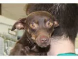Miniature Pinscher DOG FOR ADOPTION RGADN-361235 - Minnie - Mini
