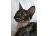 Adopt Naughty a torti twin a Tortoiseshell