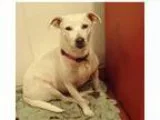 Adopt Beya and Blanca a White - with Tan Yellow or Fawn Terrier 