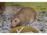 Adopt Dopey a Rat Rat