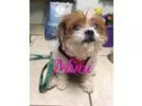 Adopt Mimi a Shih Tzu Poodle