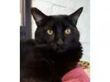 Adopt Astrologer a Domestic Short Hair-black