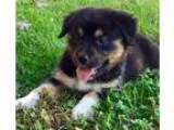 Adopt Honey a Tricolor (TanBrown and Black and White) Australian