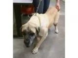 Adopt Porshe a TanYellowFawn - with Black Mastiff  Mixed dog in 