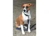 Adopt FINN (Auburn) Active cat friendly puppy a American Staffor