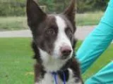 Adopt Chloe a RedGoldenOrangeCh estnut - with White Siberian Hus