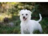 Adopt Sammy a Terrier