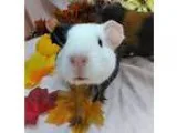 Adopt Hansel a Guinea Pig small animal in Alexandria VA (1688908