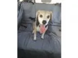 Beagle DOG FOR ADOPTION RGADN-329814 - Murray - Beagle Dog For A