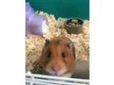 Adopt Hamsters a Hamster