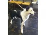 Adopt Roxanne a Tricolor (TanBrown and Black and White) Cattle D