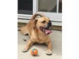 Puggle DOG FOR ADOPTION RGADN-172765 - Tobie - Pug  Beagle  Mixe